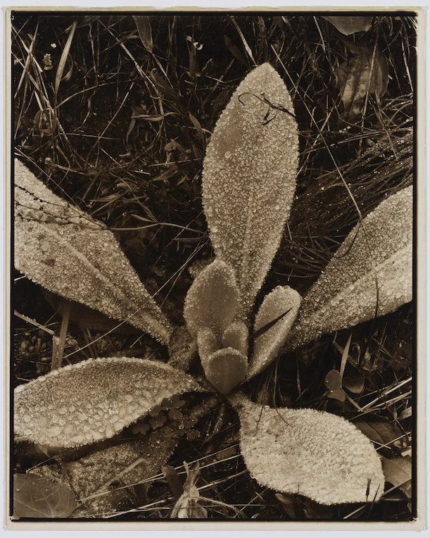 Strand, Königskerze